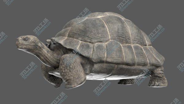 images/goods_img/20210312/Giant  Tortoise Animated model/2.jpg
